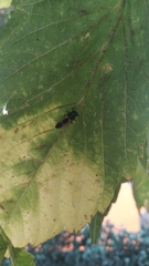 Harmonia axyridis