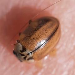 Aphidecta obliterata
