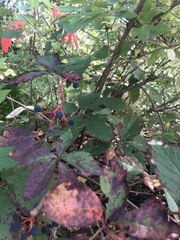 Parthenocissus quinquefolia