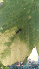 Harmonia axyridis