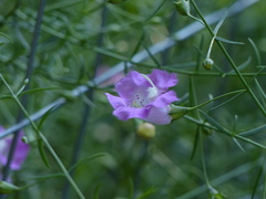 Agalinis strictifolia