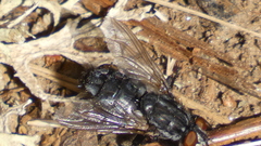 Oestroidea