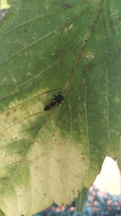 Harmonia axyridis