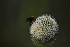 Bombus
