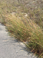 Andropogon glomeratus