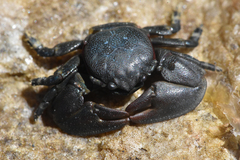 Petrolisthes cinctipes