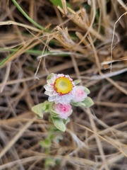 Helichrysum argyrosphaerum