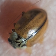 Aphidecta obliterata
