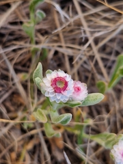 Helichrysum argyrosphaerum