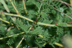 Dalea albiflora