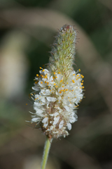 Dalea albiflora