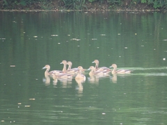 Dendrocygna javanica