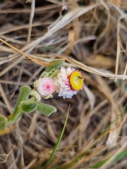 Helichrysum argyrosphaerum
