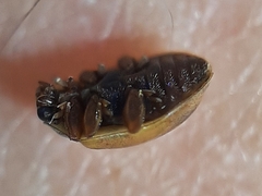 Aphidecta obliterata