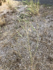 Epilobium brachycarpum