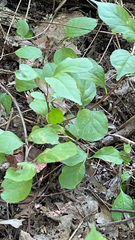 Celastrus orbiculatus