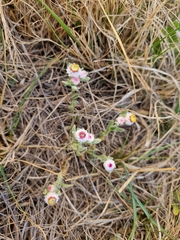 Helichrysum argyrosphaerum
