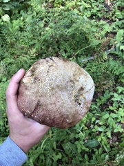 Caloboletus rubripes