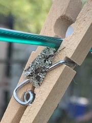 Lacinipolia laudabilis