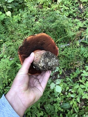 Caloboletus rubripes