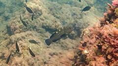 Epinephelus marginatus