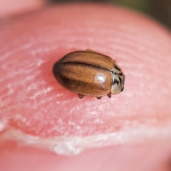 Aphidecta obliterata