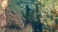 Epinephelus marginatus