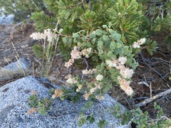 Holodiscus discolor microphyllus