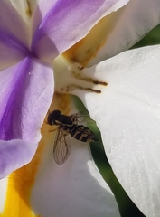 Toxomerus occidentalis