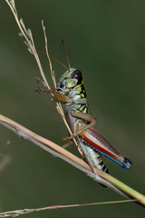 Melanoplini