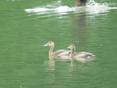 Dendrocygna javanica