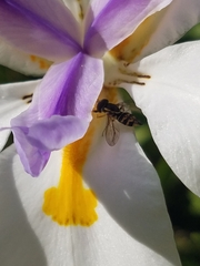 Toxomerus occidentalis