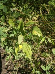 Prosartes trachycarpa