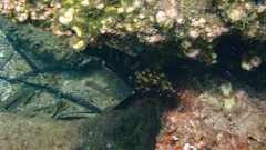 Epinephelus marginatus