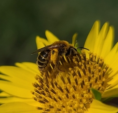 Callandrena