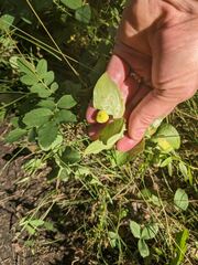 Prosartes trachycarpa