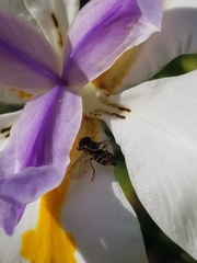 Toxomerus occidentalis