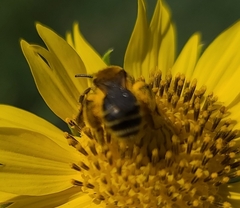 Callandrena
