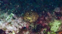 Cladocora caespitosa