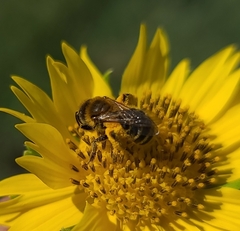 Callandrena