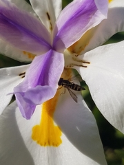 Toxomerus occidentalis