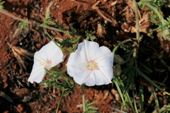 Convolvulus sagittatus