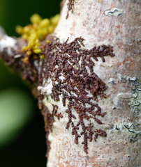 Frullania