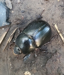 Pentodontini