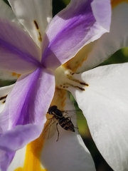 Toxomerus occidentalis