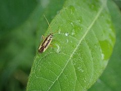 Stenotus binotatus