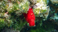 Halocynthia papillosa