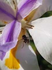 Toxomerus occidentalis