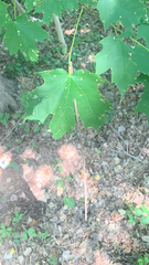 Acer