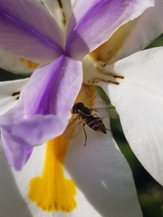 Toxomerus occidentalis